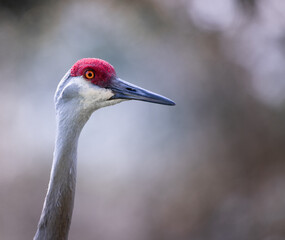 close up portrait of a sandhill crane 2
