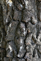 Natural abstract background. Close-up tree bark texture. The bark of an old birch.