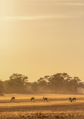 Springbok in the golden morning sunlight, Kgalagadi