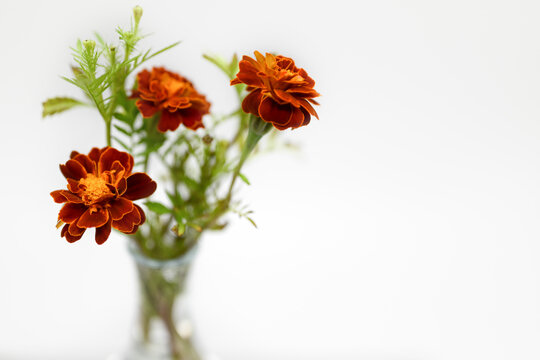Floral background. Marigolds in a glass vase on a white background. Free space for text.
