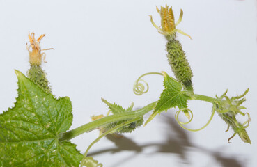 Young green cucumber with a flower on a white background
