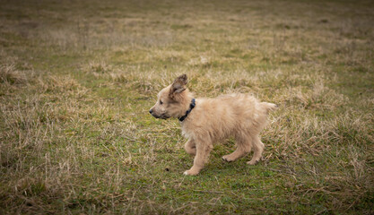 Chiot labrit bergers des Pyrénées 
