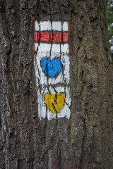 Tourist signs on the bark of trees - orientation during a forest walk