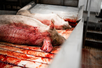 Fototapeta Industrial raw meat production and slaughtered pigs being transported by conveyor belt in slaughterhouse. obraz