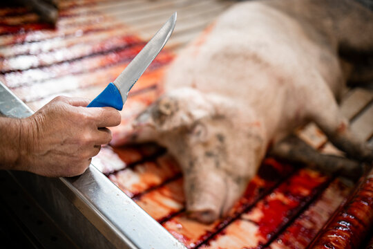Close up view of butcher's knife and slaughtered pigs in slaughterhouse.