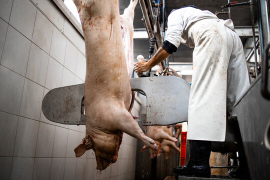Industrial meat processing and slaughterhouse worker cutting pig animal in half with meat saw.