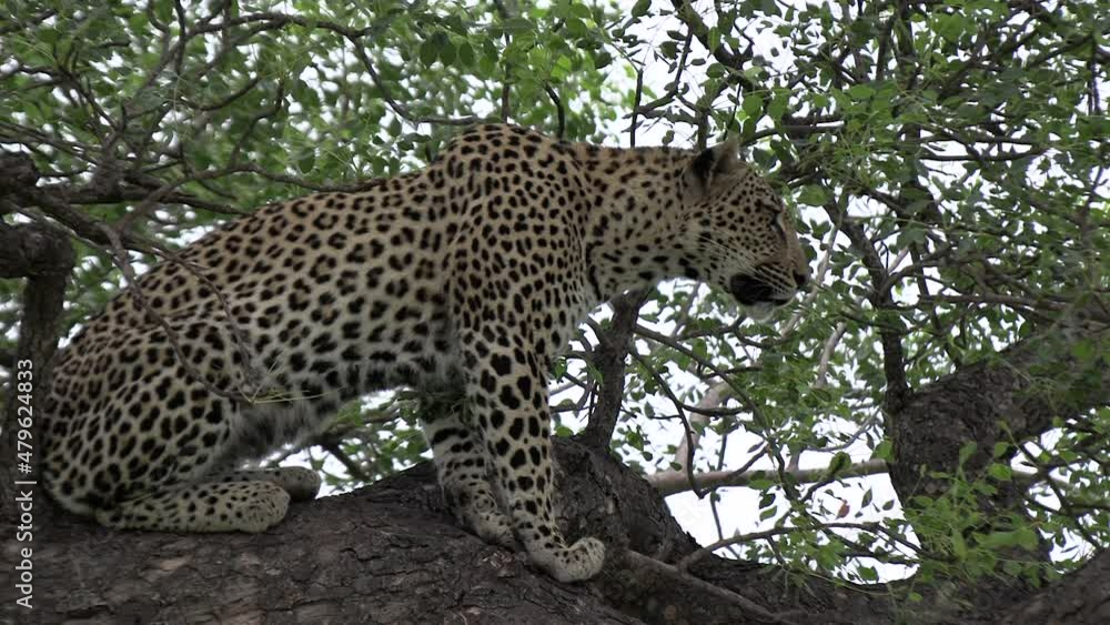 Poster close side view of leopard watching something from tree branch