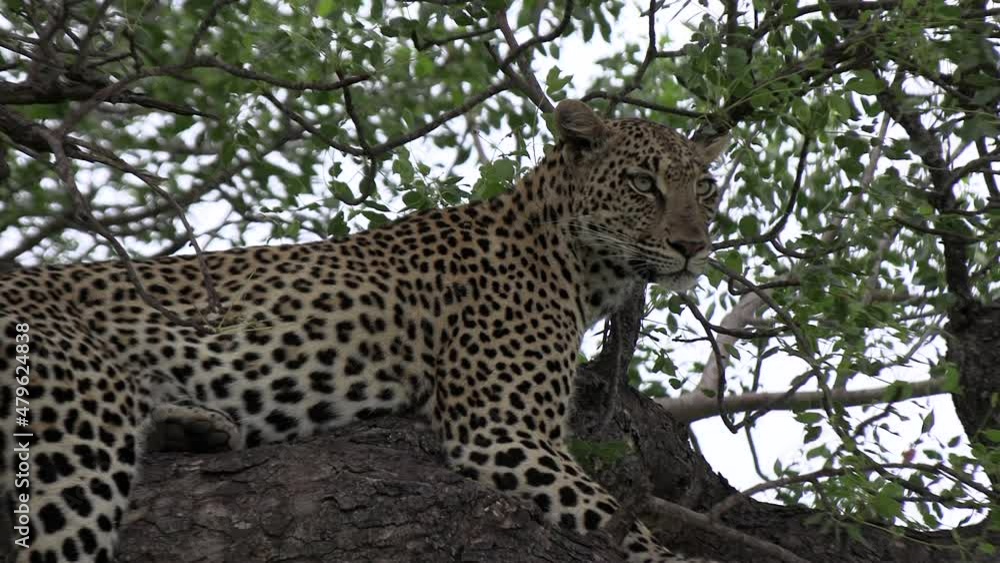 Poster close view of leopard breathing heavily on branch in leafy tree