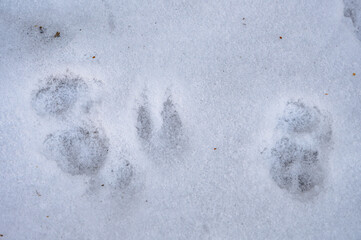 雪に残った動物の足跡
