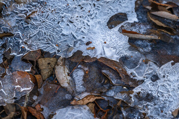 氷上に凍った枯れ葉