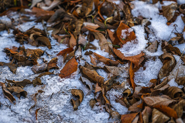 氷上に凍った枯れ葉
