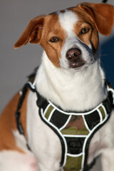 A Cute Jack Russel Terrier Support Wearing  Dog Wearing a Vest Looking Very Cute