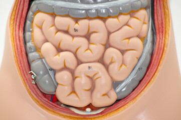 Die Anatomie des menschlichen Körpers auf weißem Hintergrund
