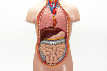 Die Anatomie des menschlichen Körpers auf weißem Hintergrund