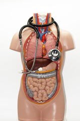 Die Anatomie des menschlichen Körpers auf weißem Hintergrund