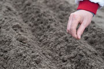 planting seeds in the garden in