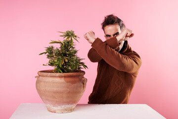 a young boy rejecting a marijuana plant with pink background