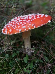 Muchomor trujący grzyb © Anna