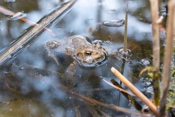 Ein Frosch schwimmt im Wasser in einem Teich.