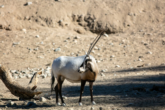 An Ibex Wild Goat in Its Zoo Habitat