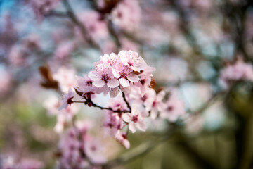 Fototapeta na wymiar Wiosna różowe kwiaty na drzewie 