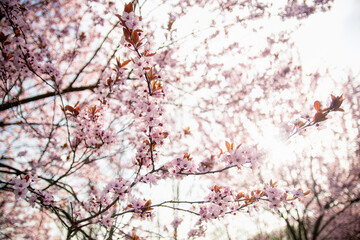 Wiosna różowe kwiaty na drzewie 