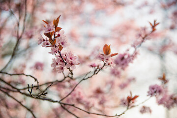 Wiosna różowe kwiaty na drzewie  - obrazy, fototapety, plakaty