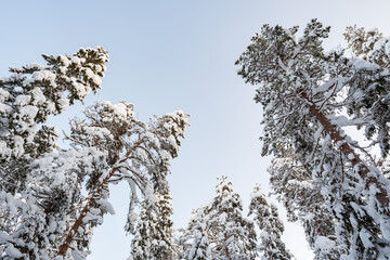Magnificent snow-covered pine trees, against the blue sky, on a sunny winter day. Bottom view.