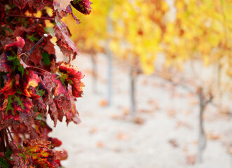 Red autumn vine leaves closeup with row of yellow vine plants in out of focus background, copy space
