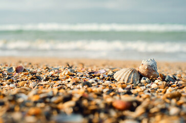 Fototapeta na wymiar Summer photo of seashells on the beach and free space for decoration. Sea shells on the beach, against the backdrop of the turquoise sea, selective focus.