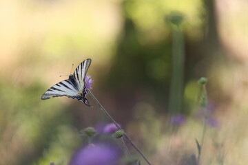 una farfalla podalirio su un fiore di scabiosa in estate