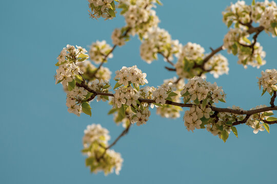 Branch of a blossoming pear tree against a blue sky. Selective focus.