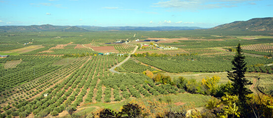 Olive fields for the famous Spanish olive oil. Olive groves of the Condado region in the province...
