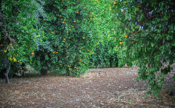 Tangerine orchard with ripe fruits growing on trees during autumn