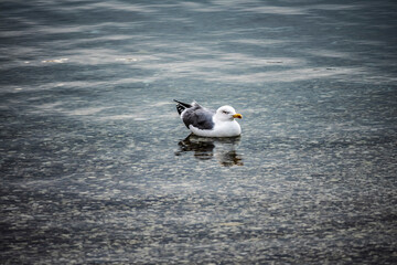 Lonely seagull resting on the calm surface of adriatic sea at the town of Rovinj, Croatia during cold, winter sunset