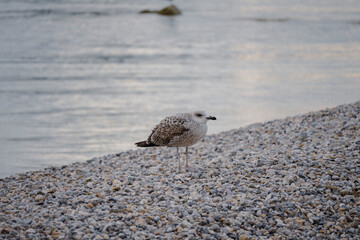 Gray seagull staning on the gravel beach at the town of Rovinj, Croatia during calm, silent winter sunset