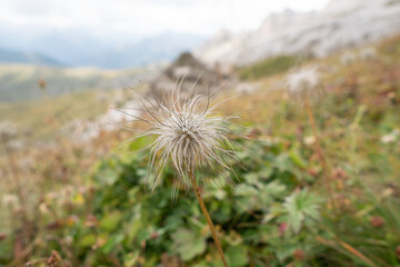 Alpine pasqueflower (pulsatilla alpina), Dolomites, South Tyrol, Italy