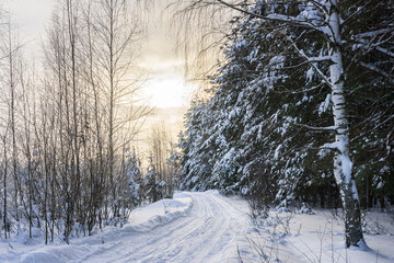 Morning sun over forest road in winter