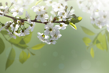 White cherry flowers, spring nature. Summer floral background, natural design. Green ecological wallpaper.