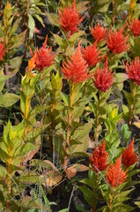 Abanico or Celosia argentea colorful grass flowers