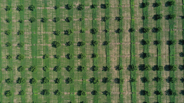 aerial view over agricultural gardens in spring time.