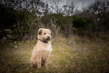 Chiot labrit bergers des Pyrénées 