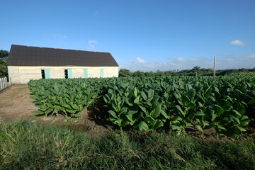 Tobacco field and drying house in Vinales, Cuba