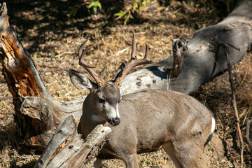 A Mule Deer Buck in the Dry California Hills Looking at the head and Antlers from Above