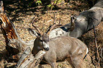 A Mule Deer Buck in the Dry California Hills Looking at the head and Antlers from Above