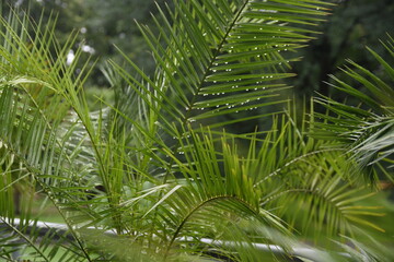 Palma tropikalna zielone liście - obrazy, fototapety, plakaty
