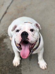 Obraz premium white english bulldog
