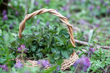 Nettle bush in wicker basket among purple flowers Corydalis solida in woods. Collection of first...