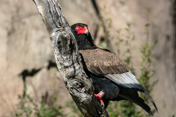 The Bateleur Snake Eagle Perched on a Tree Branch