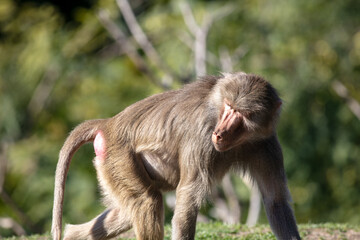 A Baboon Monkey Portrait with the Animal on Hands and Feet Looking Back